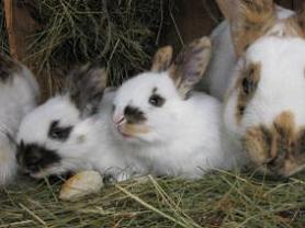 kleine-hasen kleine-hasen