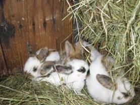 oster-nest oster-nest